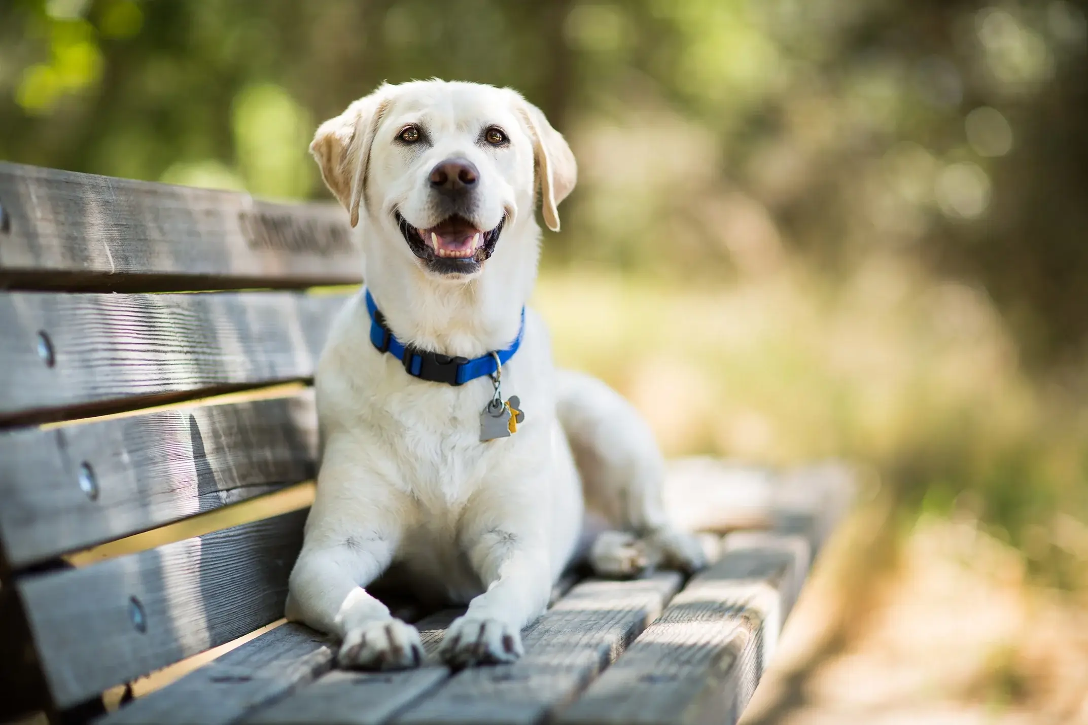 Dog sitting on a bench