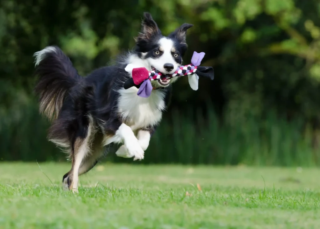 Dog Playing in a ground