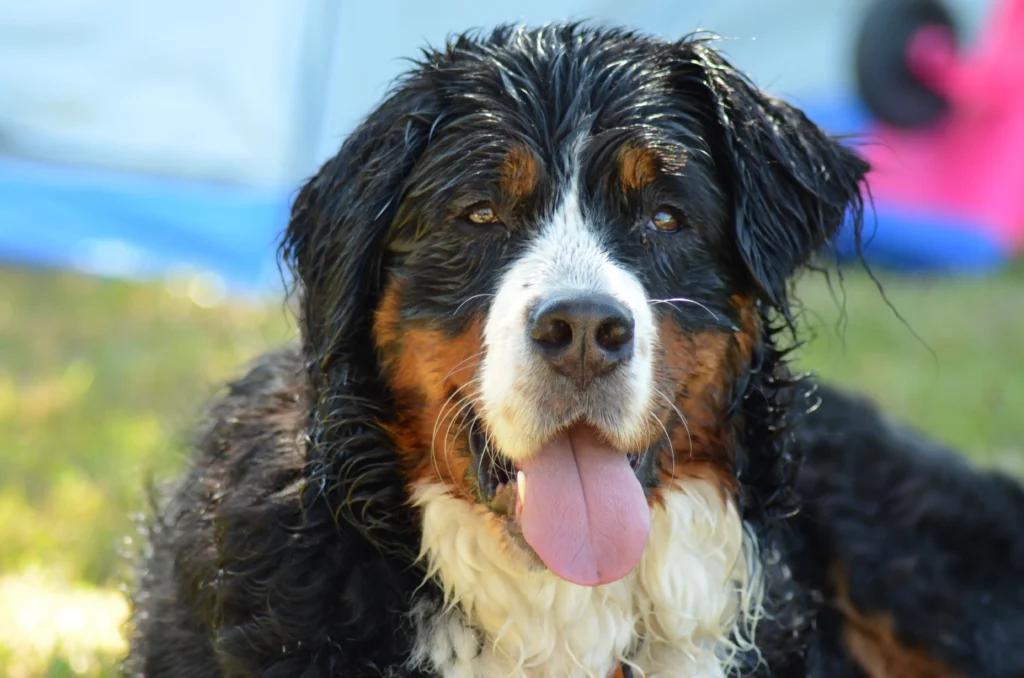 Dog Looking straight toward camera