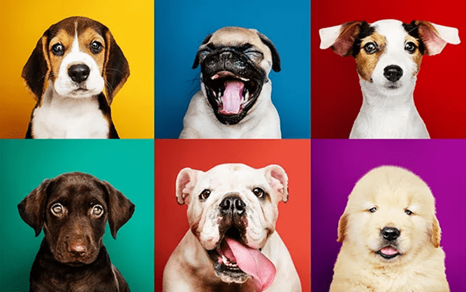 Different Type of Dog Breeds