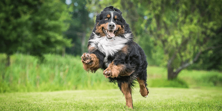 Dog jumping and Playing in a ground