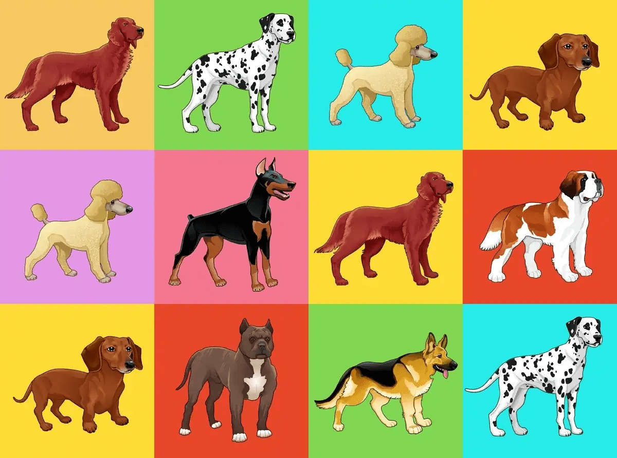 Diffrent types of dog breeds