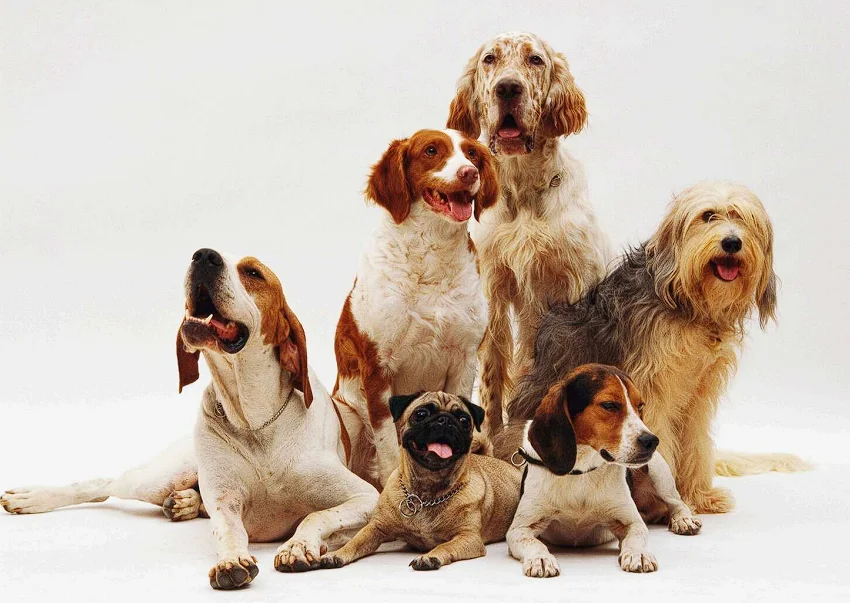 Diffrent breeds of dogs